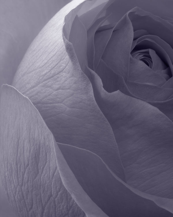 Violet Dusk by Elena Dragoi - 5x7 moody fine art rose photography in soft violet gray, intimate flower art print for bedroom decor