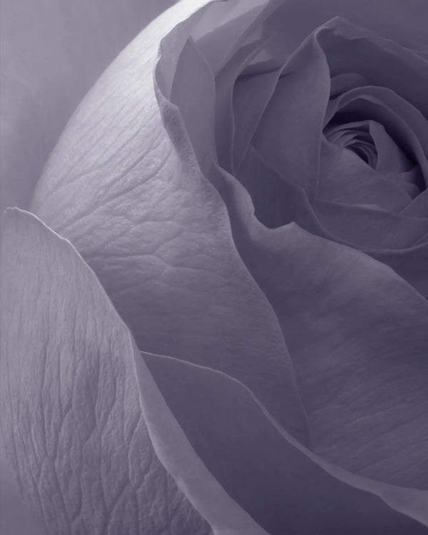 Violet Dusk – Fine Art Print