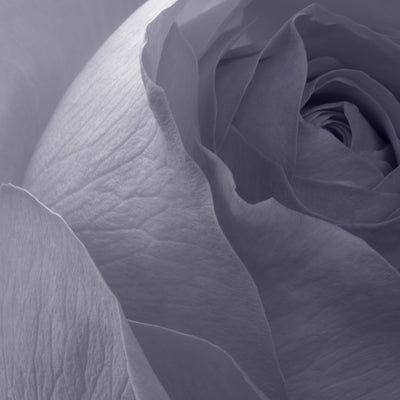 Soft lavender rose petals in gentle close-up representing how colors calm the nervous system and enhance brain function