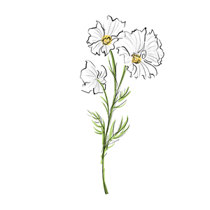 Cosmo botanical illustration