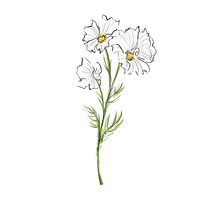 Follow-Up Wellness Session (50 minutes via Zoom, 2 weeks later)