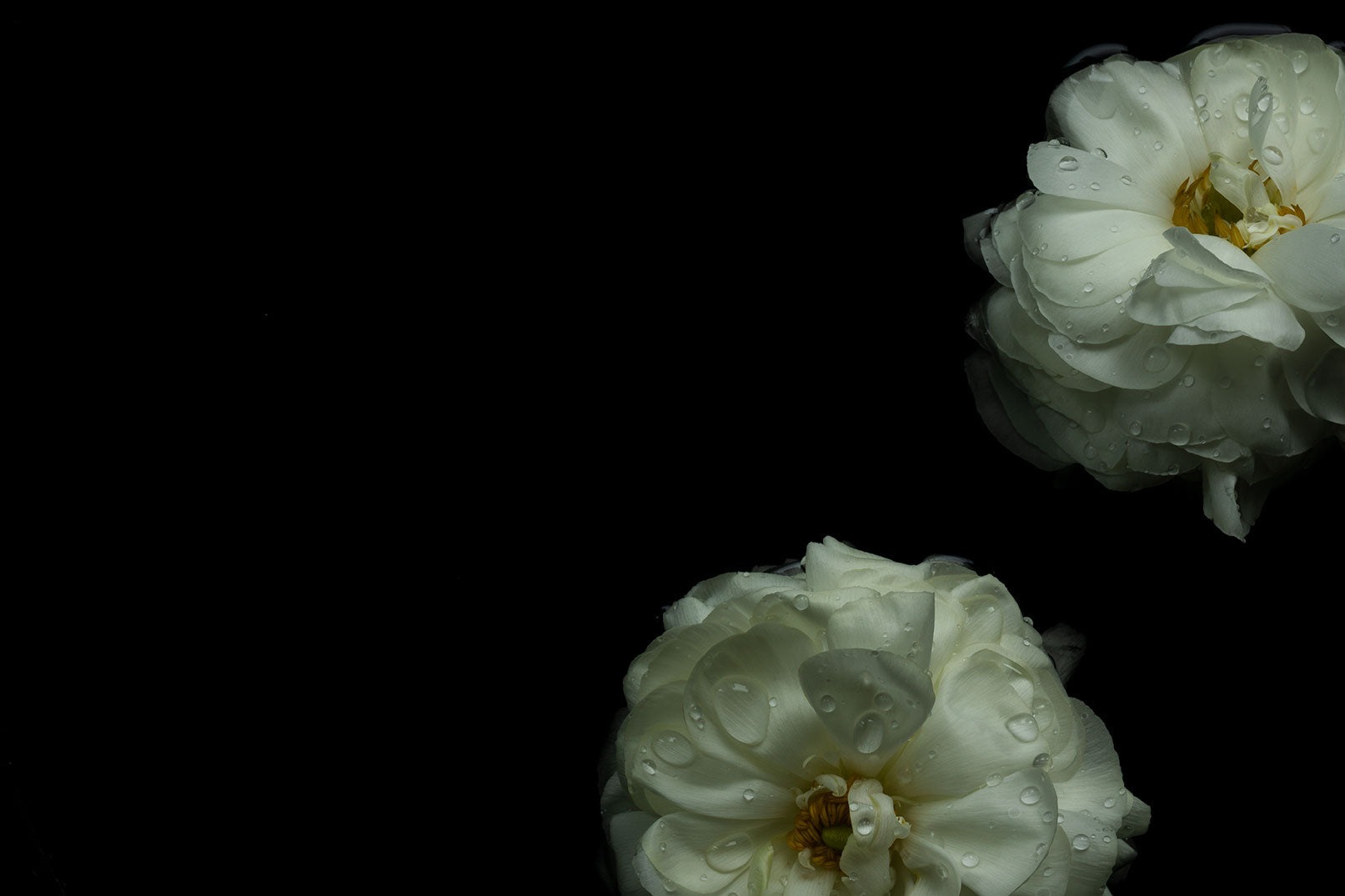 Elegant white ranunculus fine art photography with water droplets symbolizing grace and serenity for mood-based art collection by Elena Dragoi