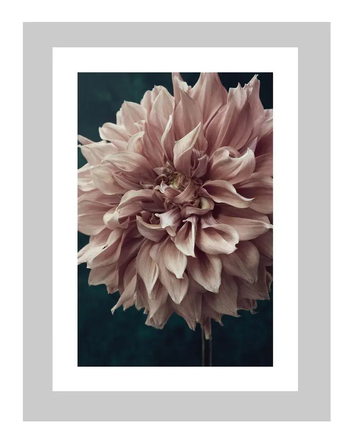A Moment of Softness | custom floral art cards | art postcards | flower prints | ELENA DRAGOI