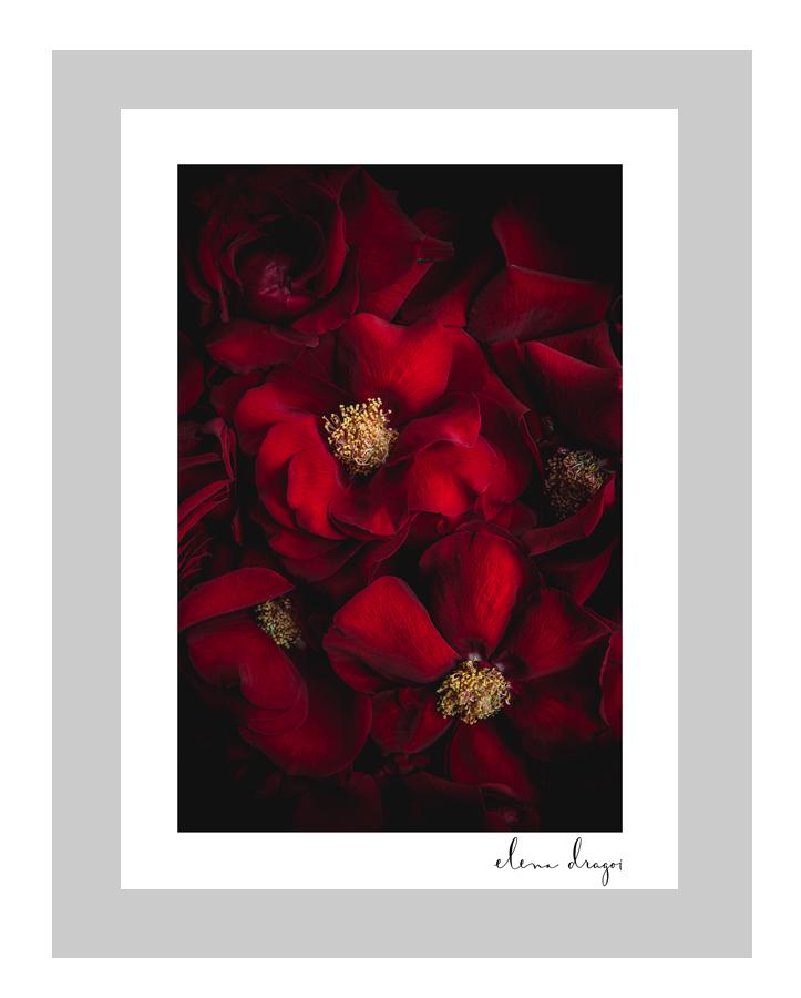 A Rose Affair | custom floral art cards | art postcards | ELENA DRAGOI