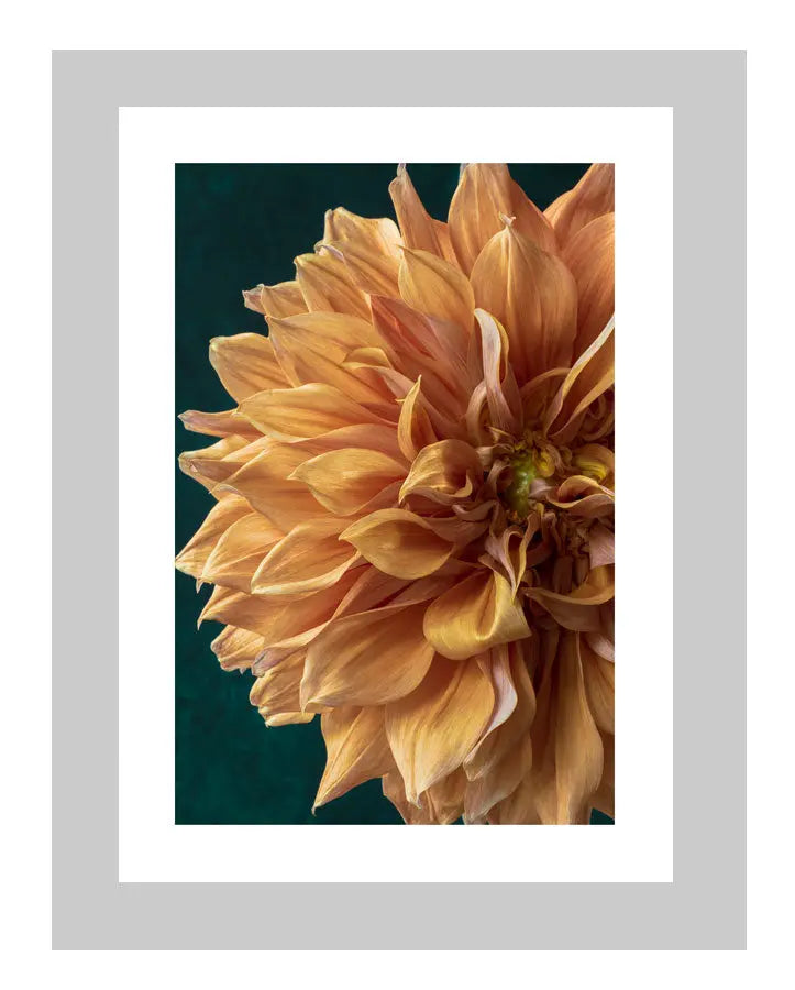 A Sliver of Sunshine  | custom floral art cards | art postcards | flower prints | ELENA DRAGOI