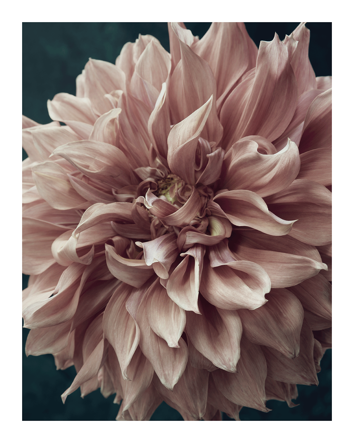 A Moment of Softness | Flower Print | Elena Dragoi