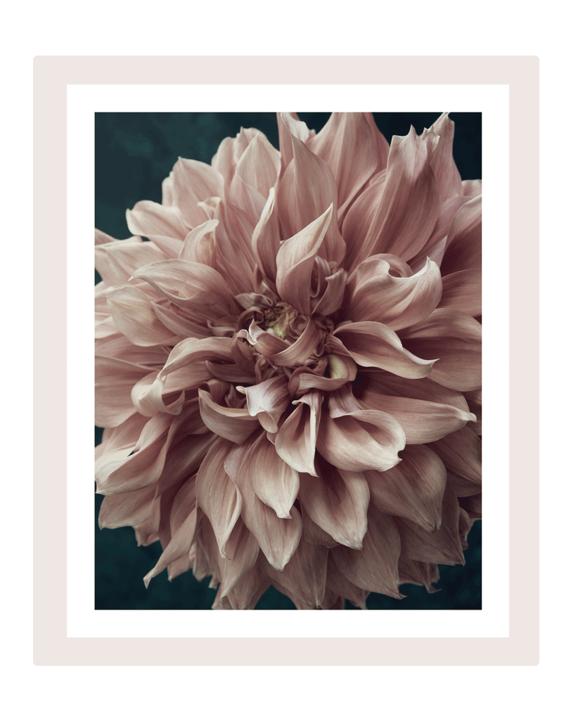 A Moment of Softness | Fine Art Floral Prints | Elena Dragoi