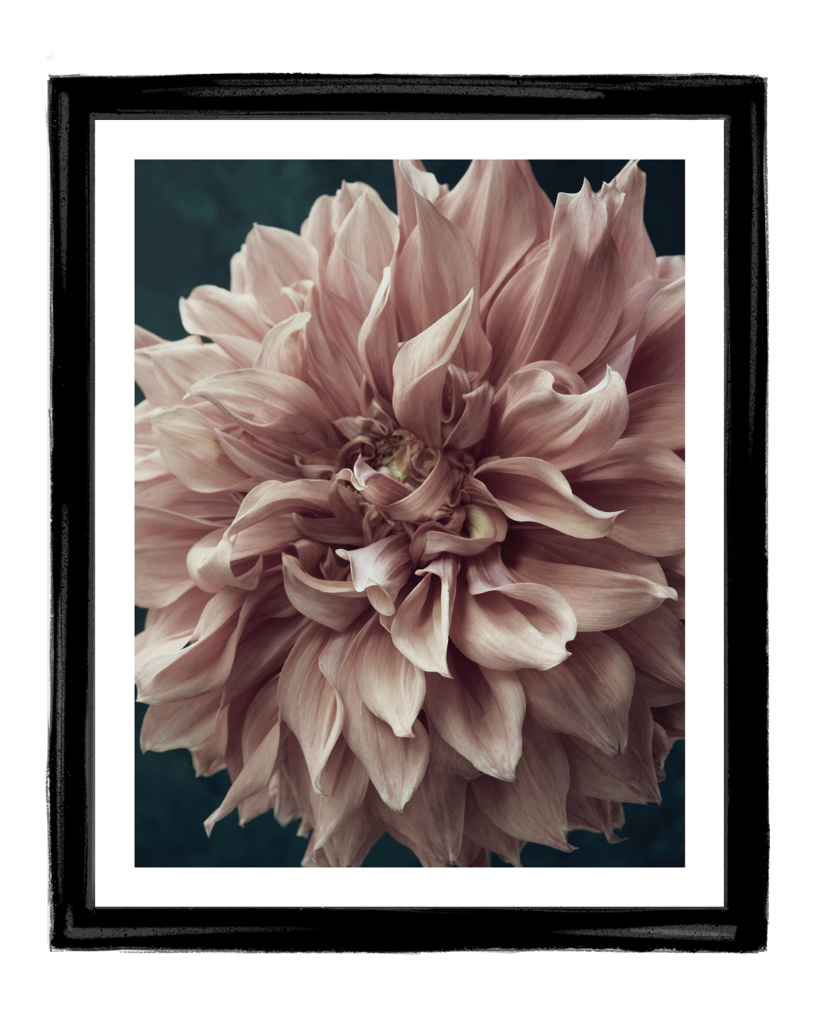A Moment of Softness | Flower Art Prints
