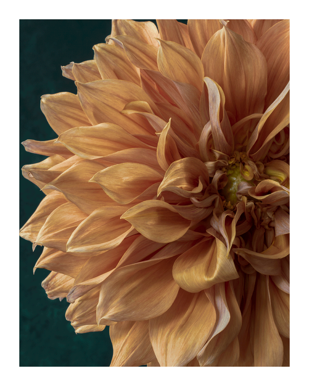 A Sliver of Sunshine | Fine Art Flower Prints | Elena Dragoi