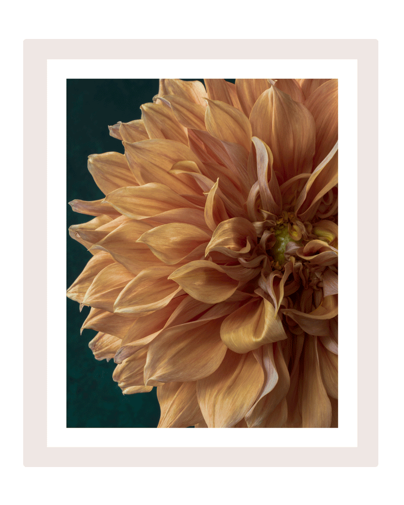 A Sliver of Sunshine | Flower Prints | Elena Dragoi