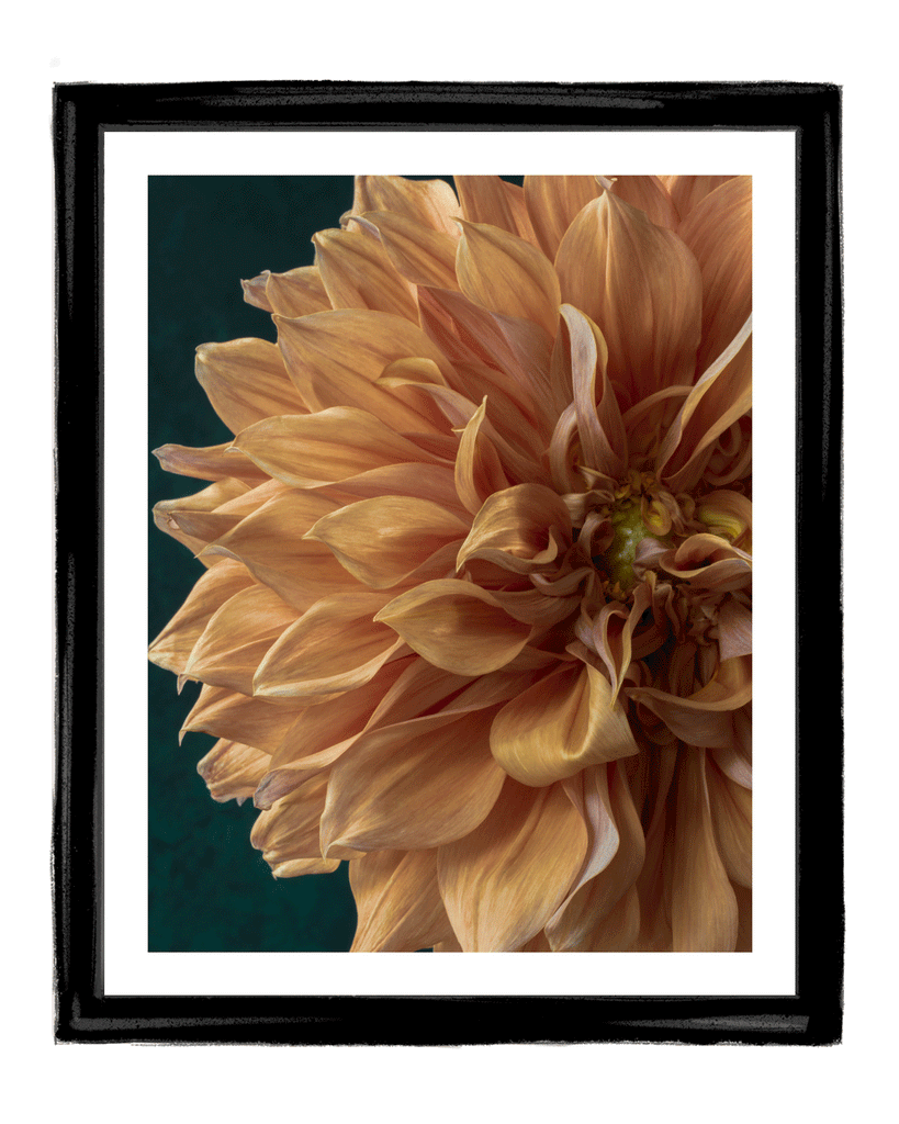 A Sliver of Sunshine | Flower Art Prints | Elena Dragoi