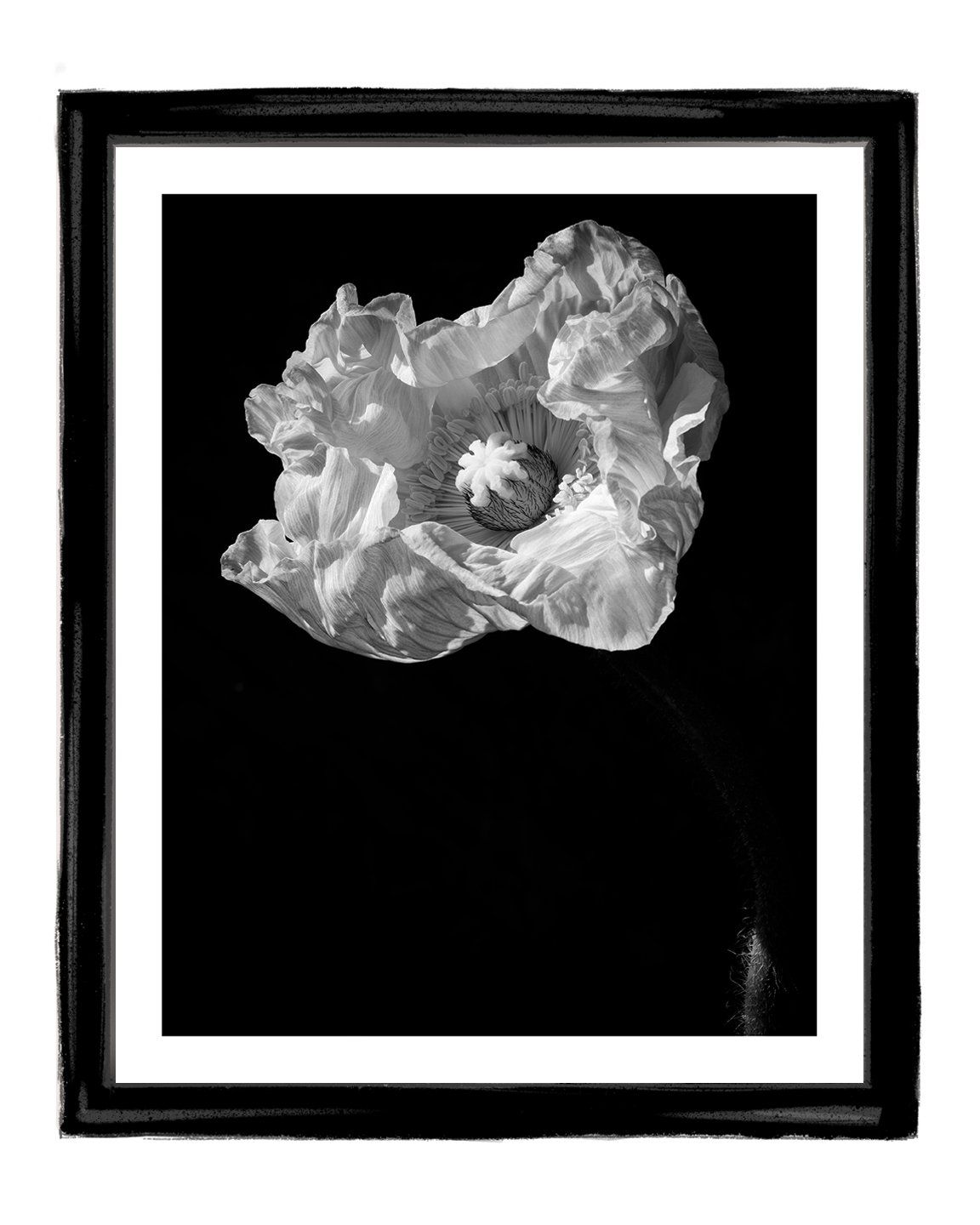 Awaken - flower art prints ELENA DRAGOI