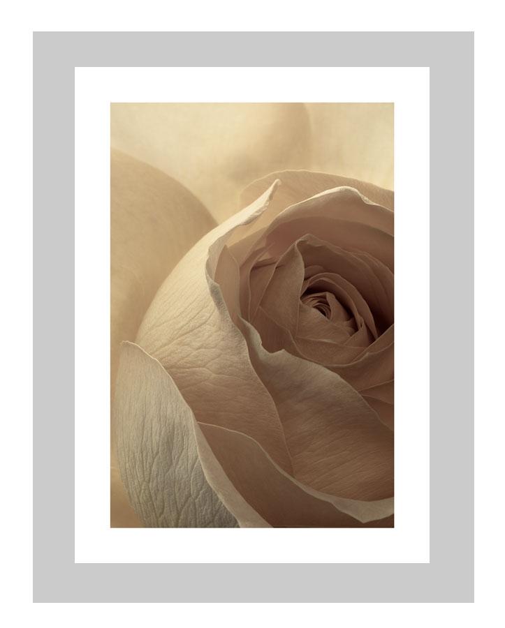 Brilliant Contradictions | custom floral art cards | art postcards | flower prints | ELENA DRAGOI