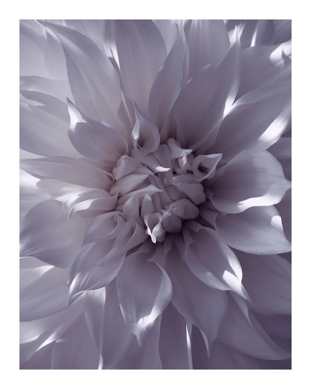 Burning White Light - flower prints ELENA DRAGOI