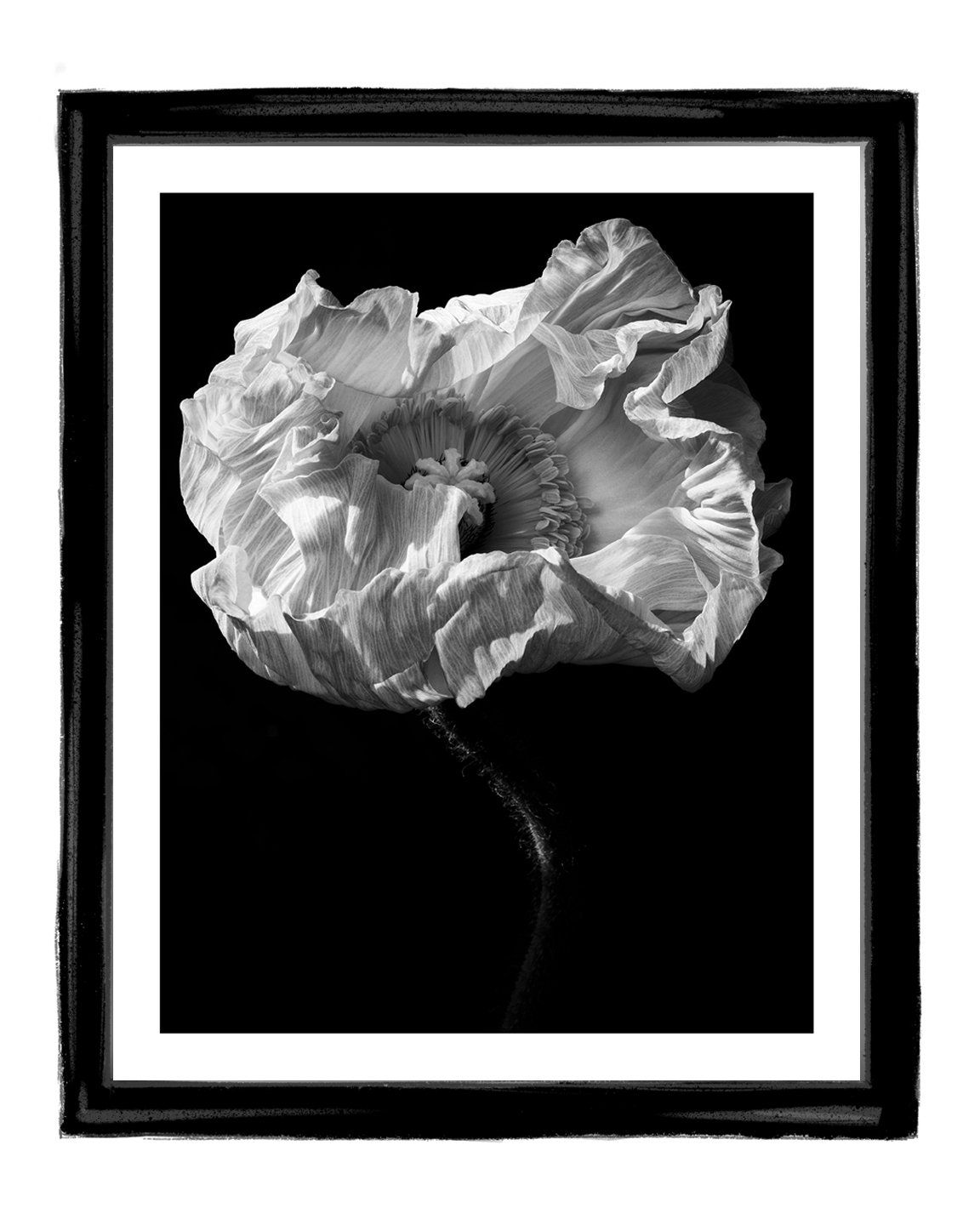 Collateral Beauty - flower art prints ELENA DRAGOI