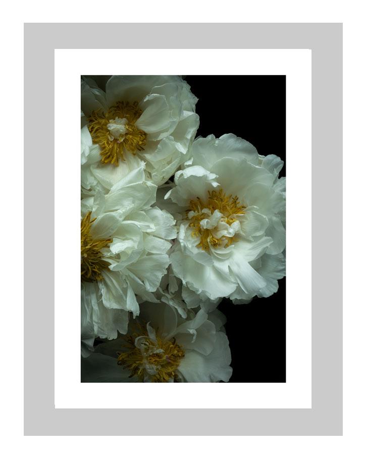 Fleeting Emotions | custom floral art cards | art postcards | flower prints | ELENA DRAGOI