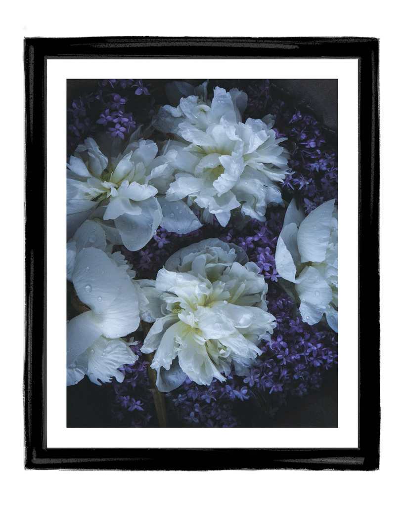 Floating on a Dream | Fine Art Flower Photography | Elena Dragoi