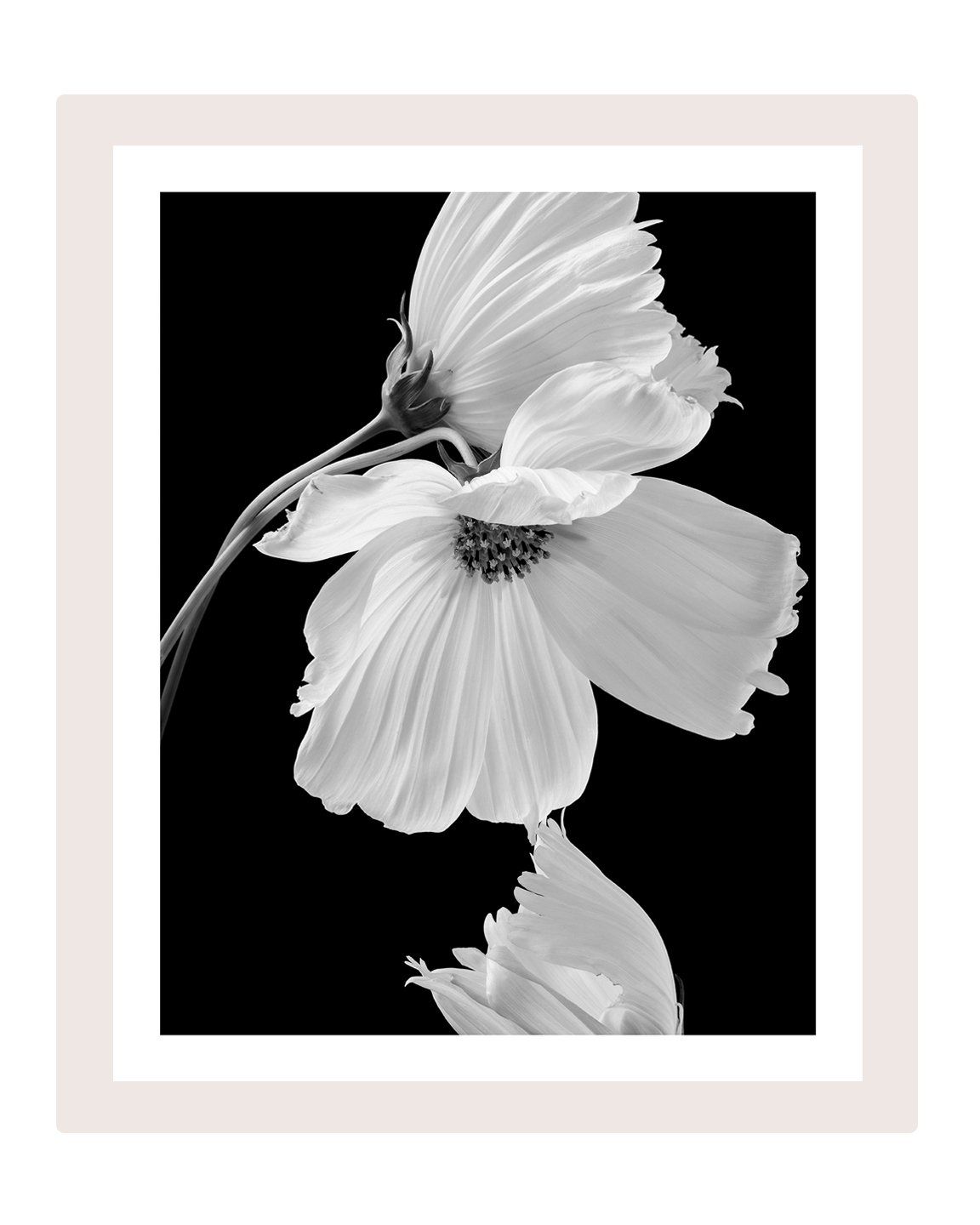 Gentle Love - flower art prints ELENA DRAGOI