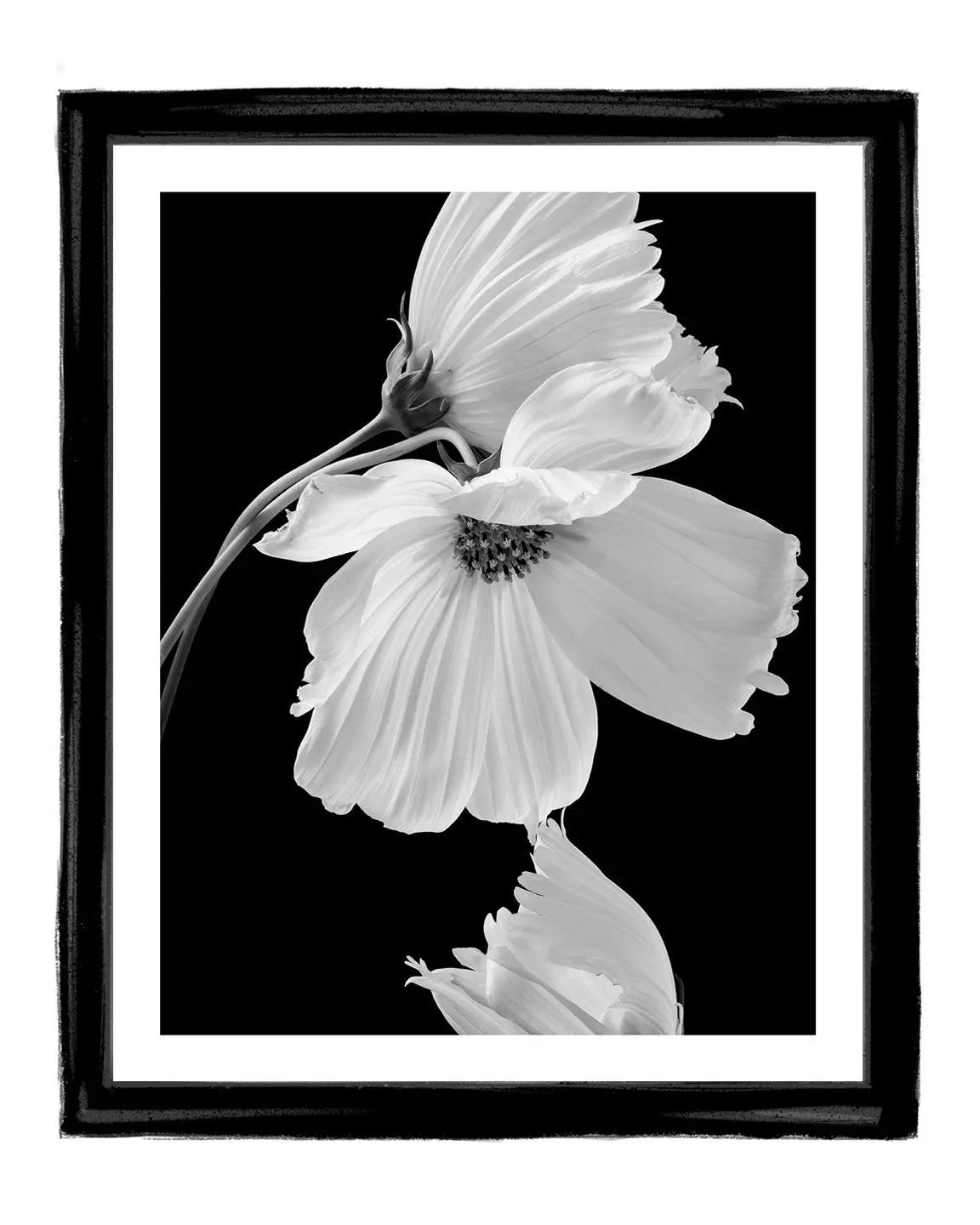 Gentle Love - flower art prints framed ELENA DRAGOI