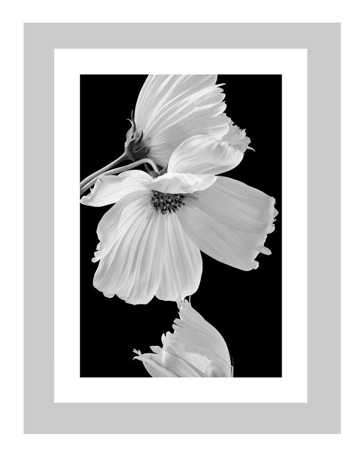 Gentle Love | custom floral art cards | art postcards | flower prints | ELENA DRAGOI