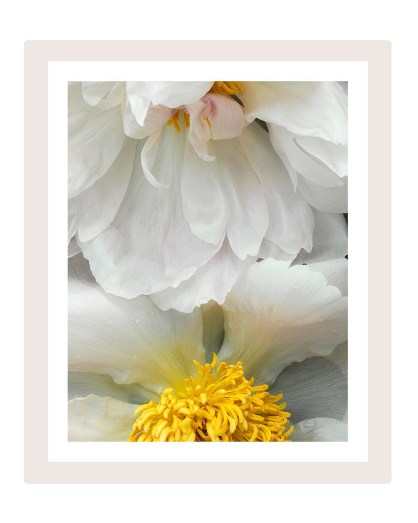 Gentle Rising - flower art prints ELENA DRAGOI