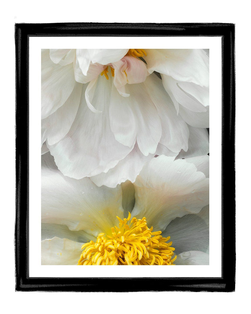 Gentle Rising - flower art prints ELENA DRAGOI