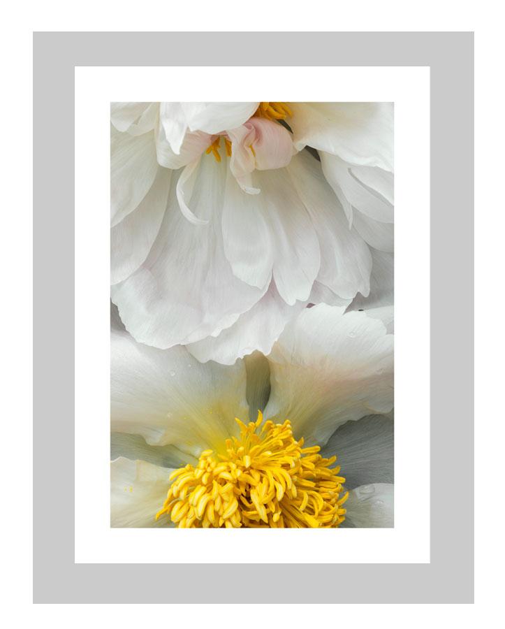 Gentle Rising | custom floral art cards | art postcards | flower prints | ELENA DRAGOI