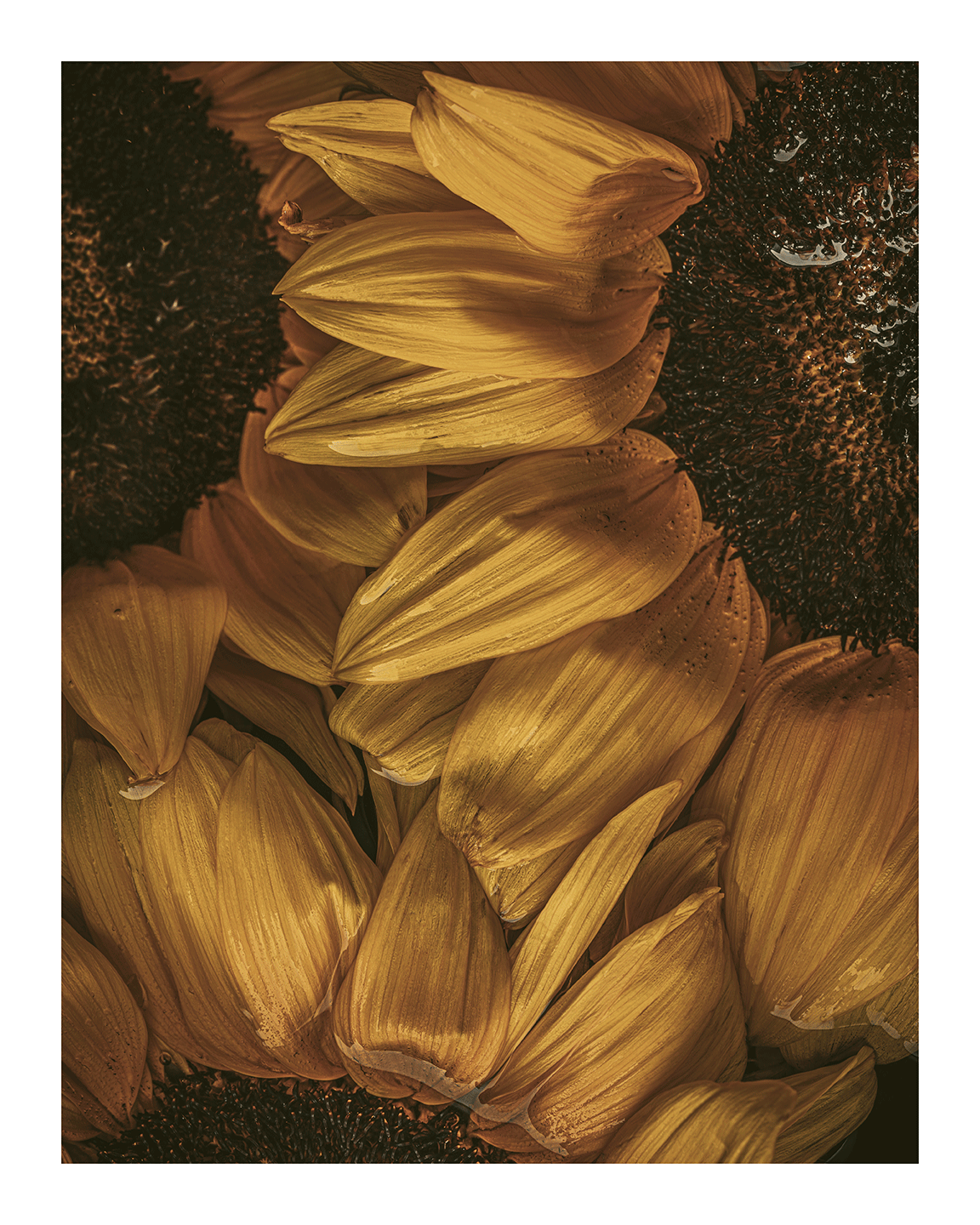 Golden Hour I Sunflower Prints | Elena Dragoi