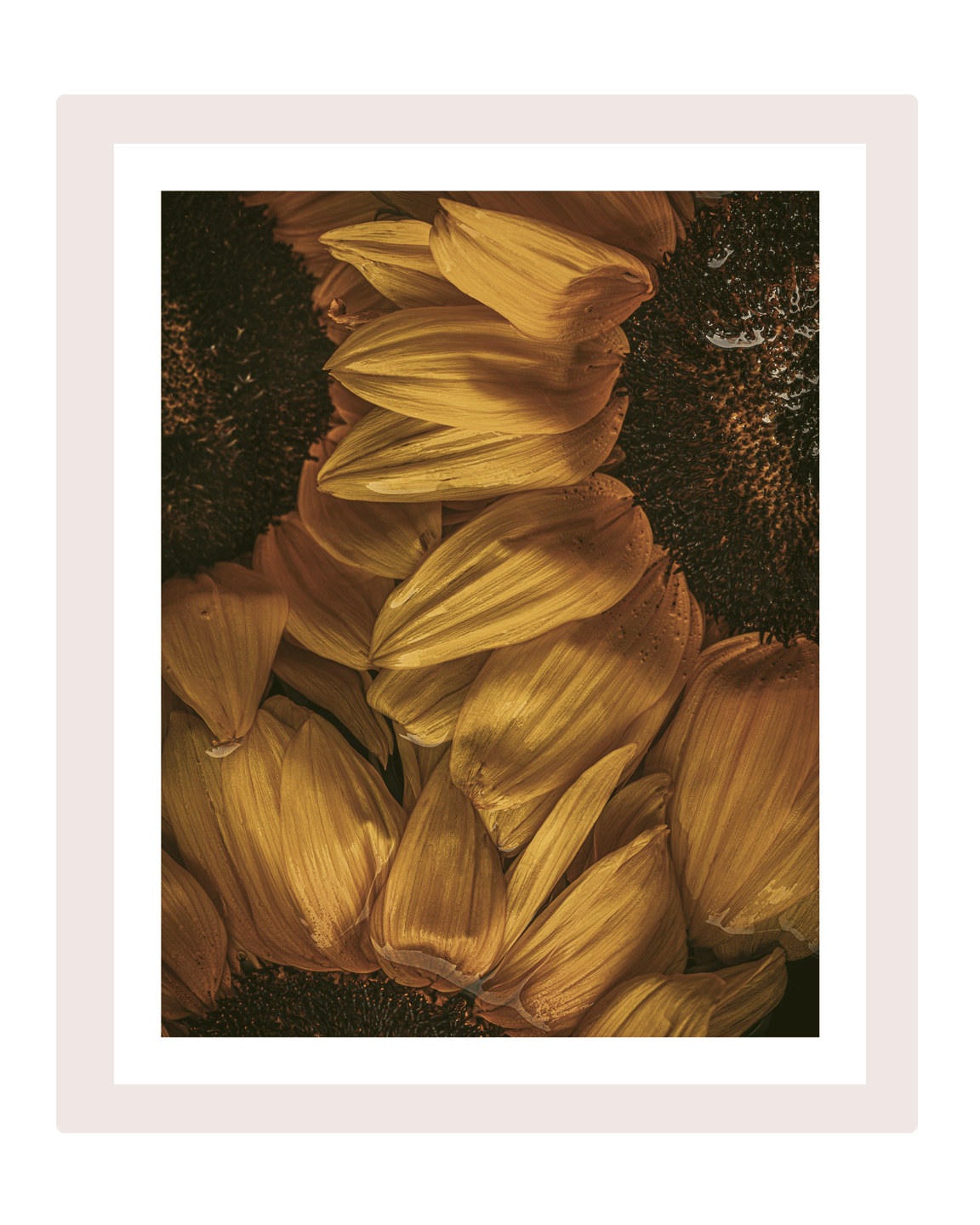 Golden Hour I Sunflower Art Prints | Elena Dragoi