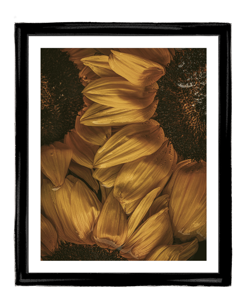 Golden Hour I | Fine Art Sunflower Photography | Elena Dragoi