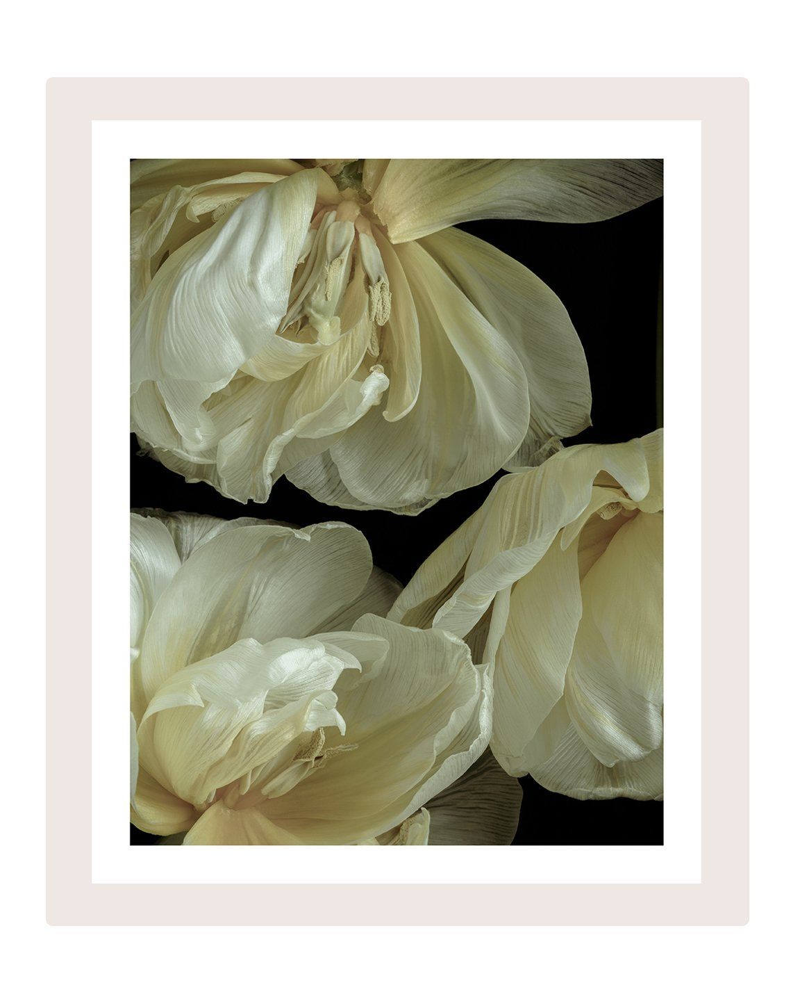 Graceful Elegance - flower art prints ELENA DRAGOI