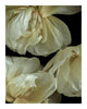Graceful Elegance - flower prints ELENA DRAGOI