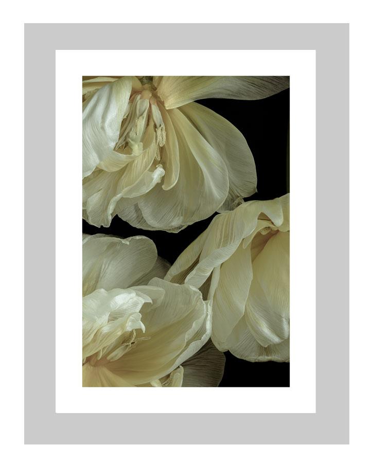 Graceful Elegance | custom floral art cards | art postcards | flower prints | ELENA DRAGOI