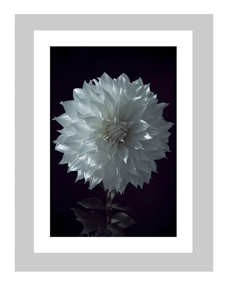 Grief | custom floral art cards | art postcards | flower prints | ELENA DRAGOI