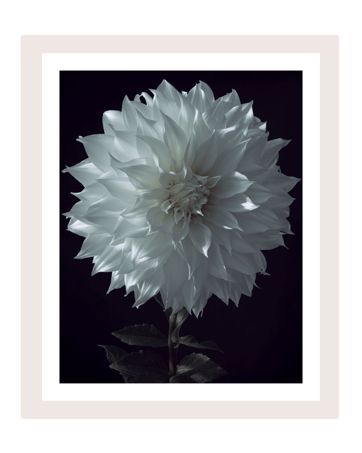 Grief | Fine Art Flower Print | Elena Dragoi