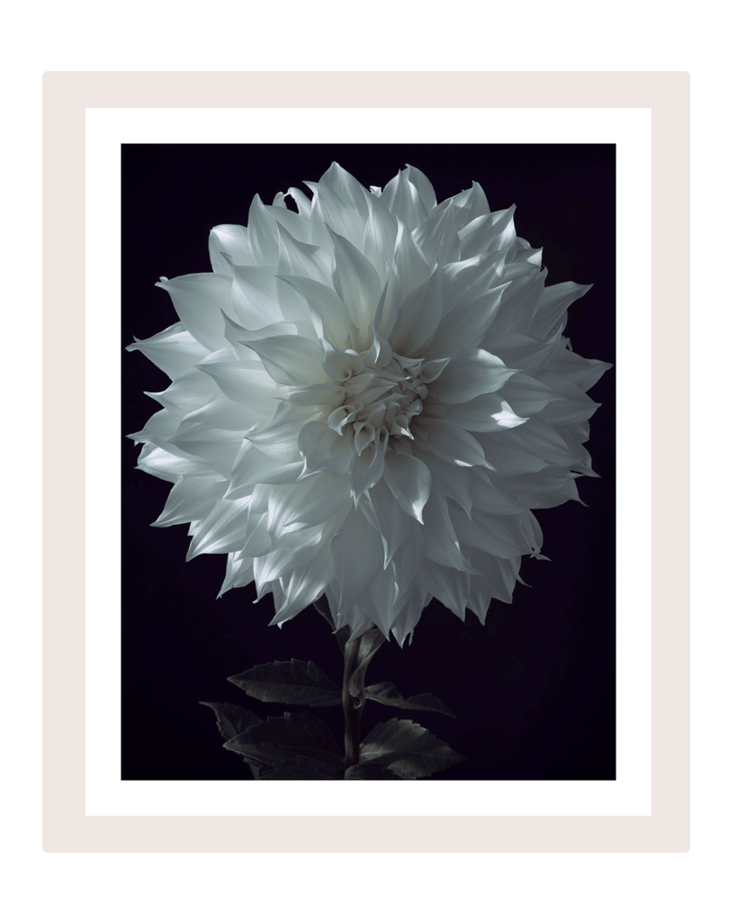 Grief | Fine Art Flower Print | Elena Dragoi
