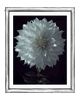 Grief | Fine Art Flower Photography | Elena Dragoi
