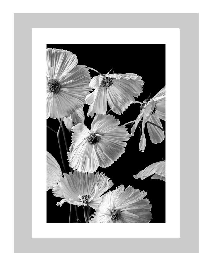 Harmony | custom floral art cards | art postcards | flower prints | ELENA DRAGOI