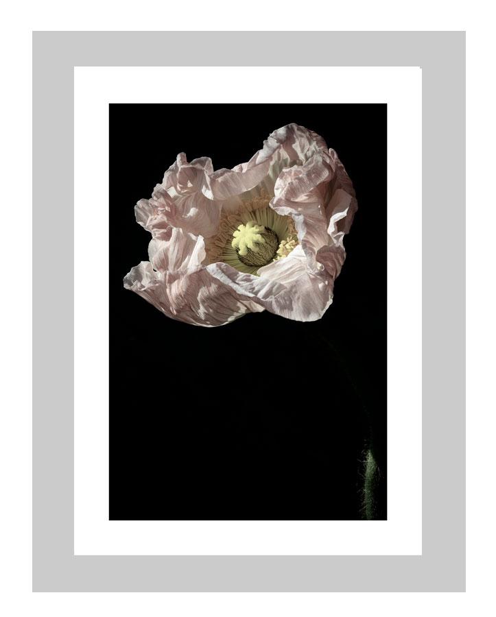 Hope | custom floral art cards | art postcards | flower prints | ELENA DRAGOI