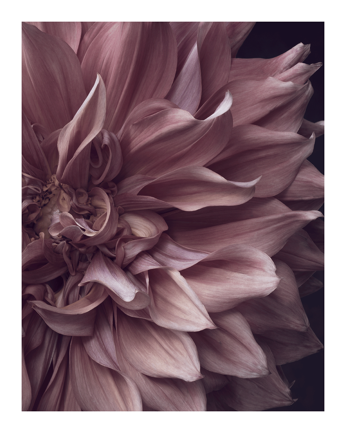 Intrinsic Worth - Limited Edition Flower Art Prints | Fine Art Floral Photography (Copy) ELENA DRAGOI