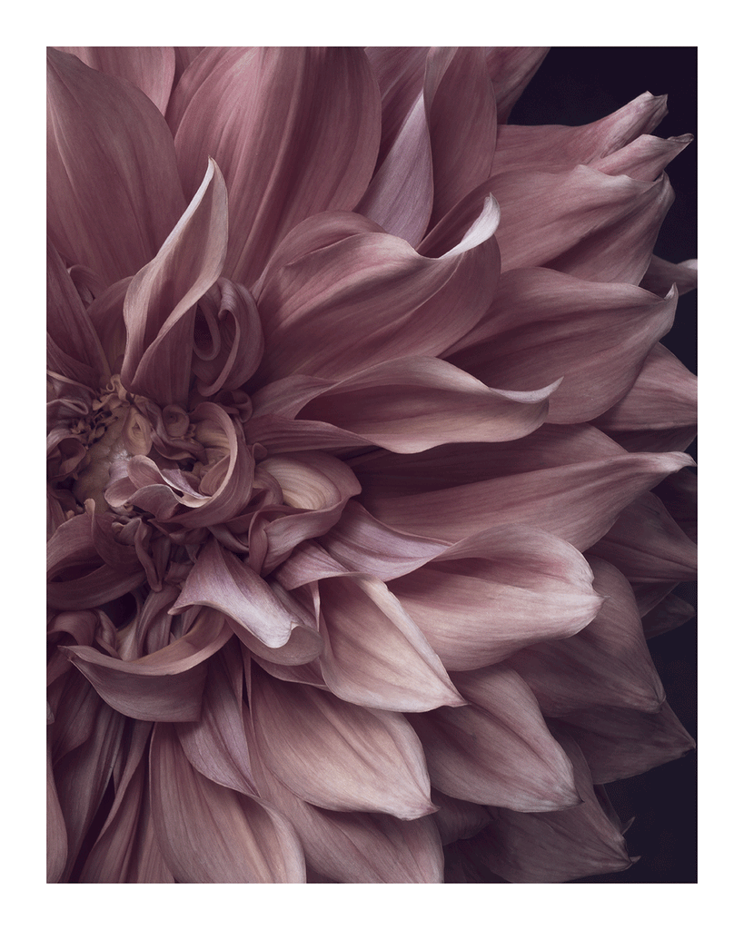Intrinsic Worth - Limited Edition Flower Art Prints | Fine Art Floral Photography (Copy) ELENA DRAGOI