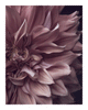 Intrinsic Worth - Limited Edition Flower Art Prints | Fine Art Floral Photography (Copy) ELENA DRAGOI