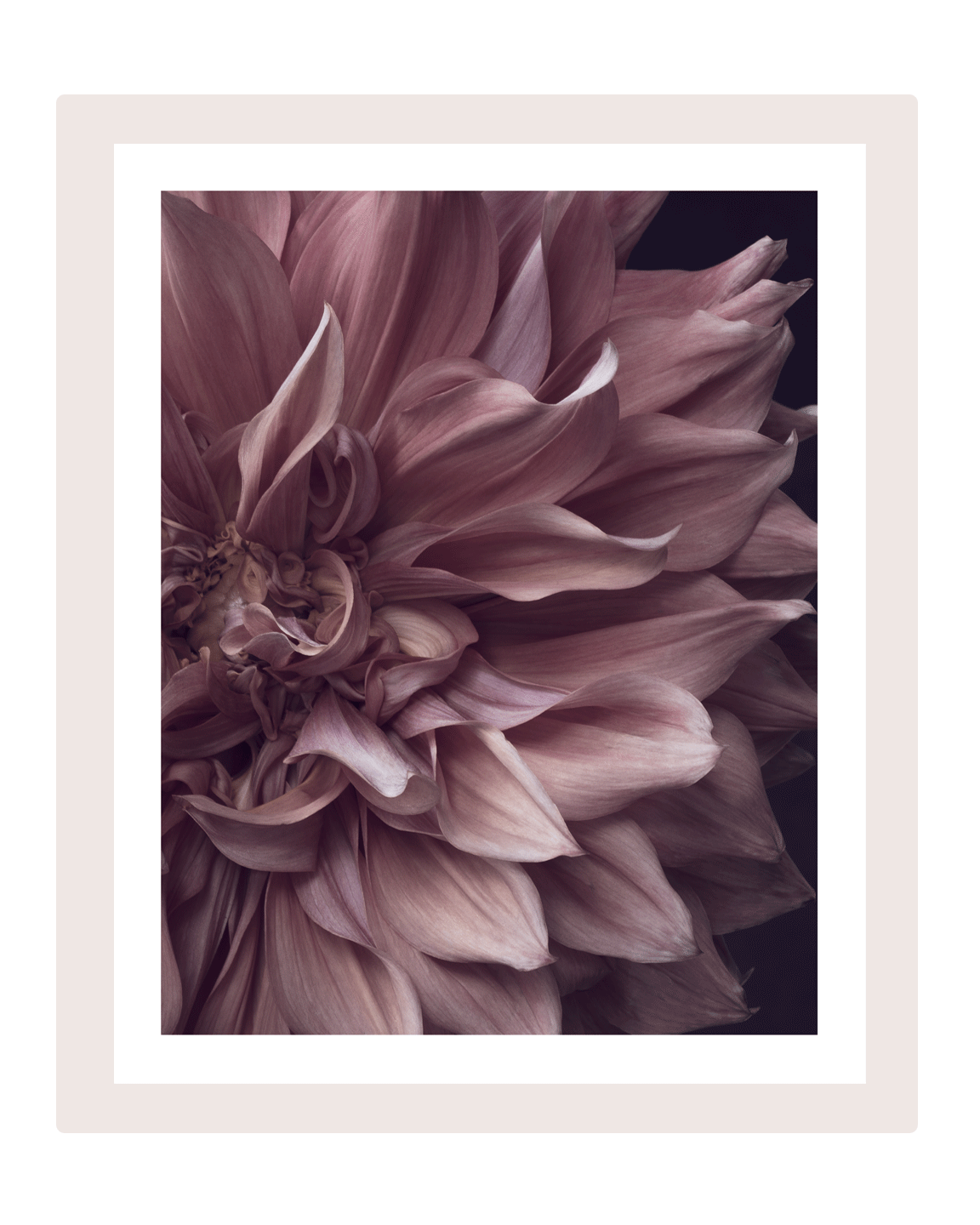 Intrinsic Worth - Limited Edition Flower Art Prints | Fine Art Floral Photography (Copy) ELENA DRAGOI