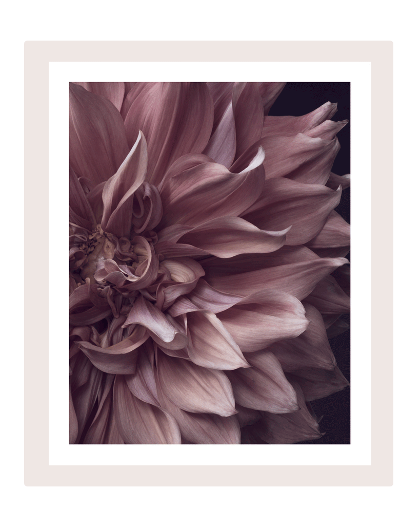 Intrinsic Worth - Limited Edition Flower Art Prints | Fine Art Floral Photography (Copy) ELENA DRAGOI