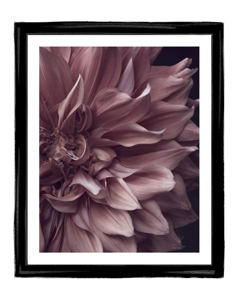 Intrinsic Worth - Limited Edition Flower Art Prints | Fine Art Floral Photography (Copy) ELENA DRAGOI