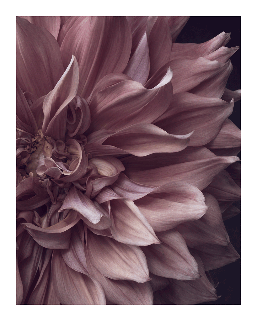 Intrinsic Worth | Flower Print | Elena Dragoi