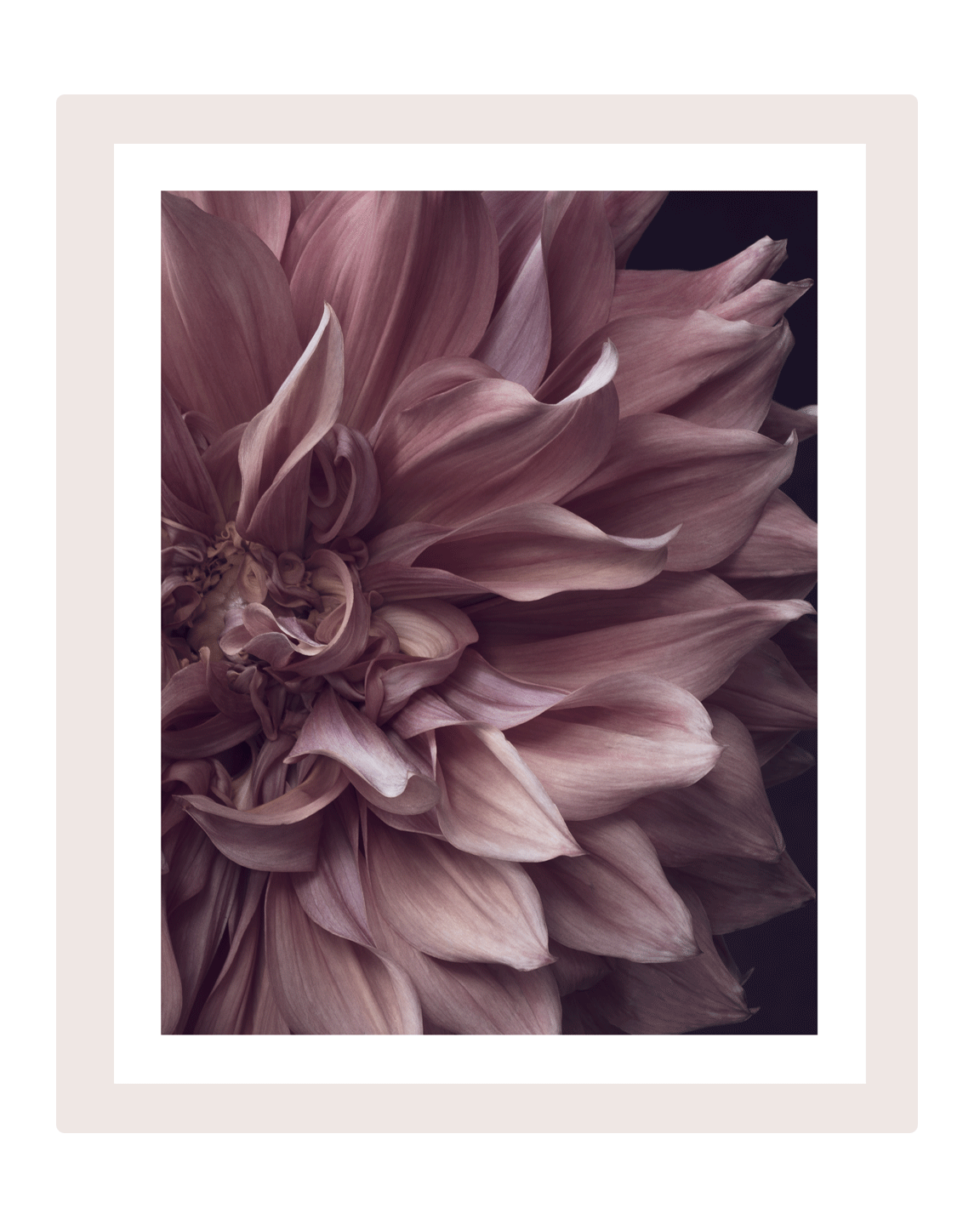 Intrinsic Worth | Flower Art Prints | Elena Dragoi