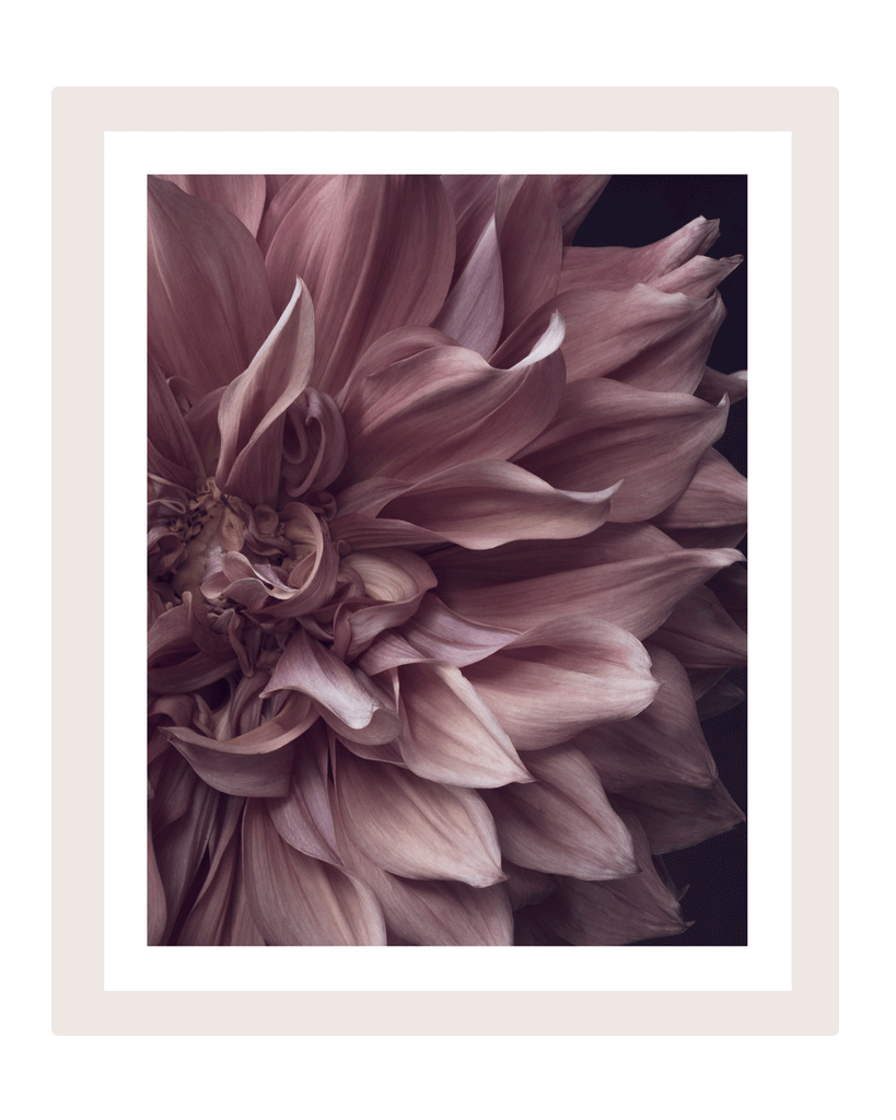 Intrinsic Worth | Flower Art Prints | Elena Dragoi