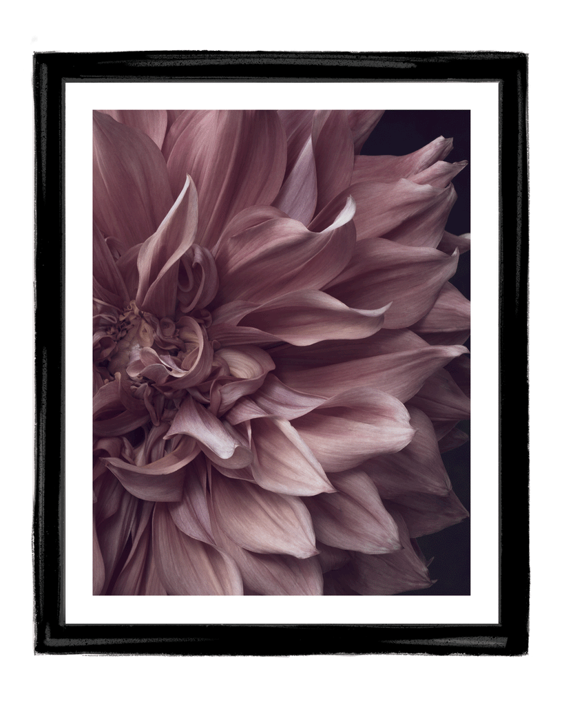 Intrinsic Worth | Fine Art Flower Prints | Elena Dragoi