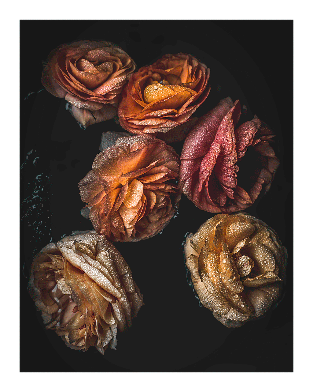Late Spring Morning Dew | Flower Print | Elena Dragoi